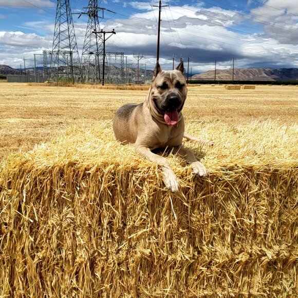 Meet your Posher, Jennifer - Picture 5 of 7